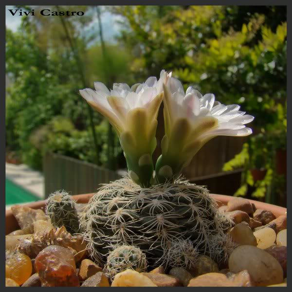 Gymnocalyciumbruchiiflorbca.jpg