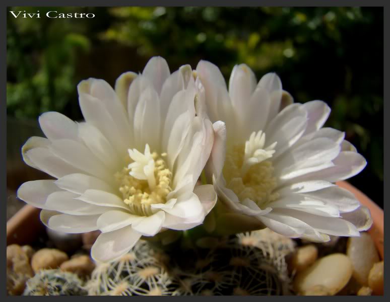 Gymnocalyciumbruchiiflorbca2.jpg