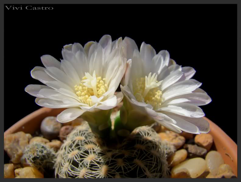 Gymnocalyciumbruchiiflorbca4.jpg