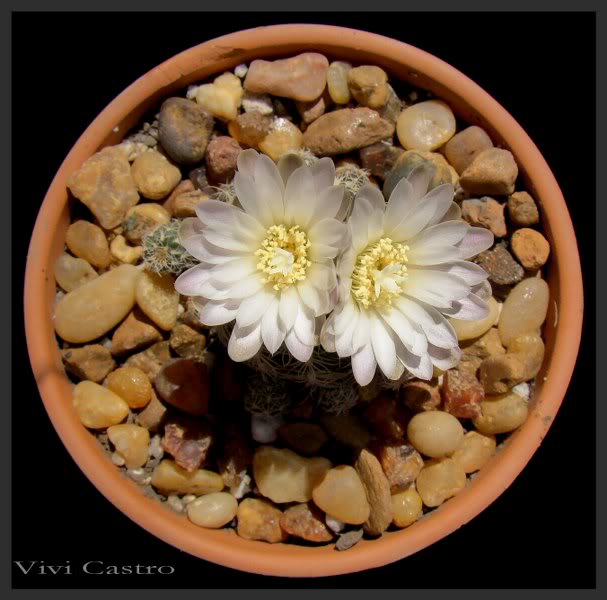 Gymnocalyciumbruchiiflorbca5.jpg