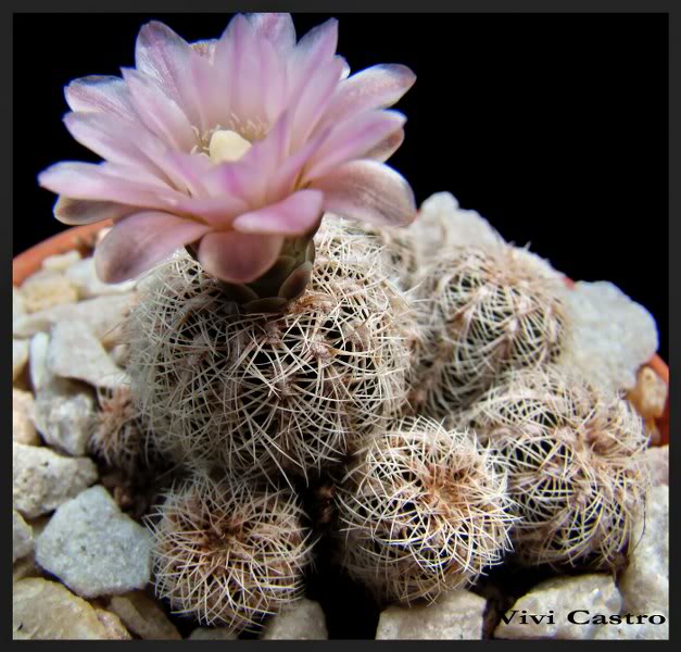 Gymnocalyciumbruchiiniveumflor5.jpg