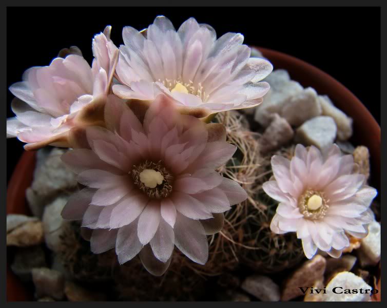 Gymnocalyciumbruchiivarlafaldense19.jpg
