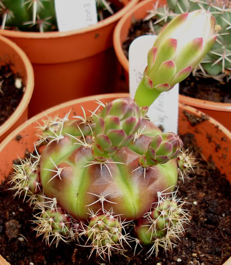 gymnocalyciumdamsii05_2008a.jpg