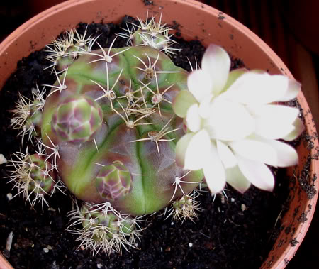 gymnocalyciumdamsii05_2008b.jpg