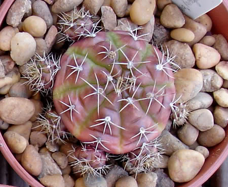 gymnocalyciumdamsii06_2008.jpg