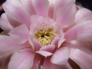 Gymnocalyciumdesc2flor20099.jpg