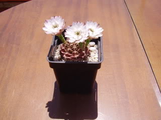 Gymnocalyciumdescrosaflor20091.jpg