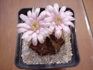 Gymnocalyciumdescrosaflor200911.jpg
