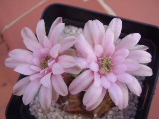 Gymnocalyciumdescrosaflor200912.jpg