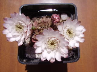 Gymnocalyciumdescrosaflor20093.jpg