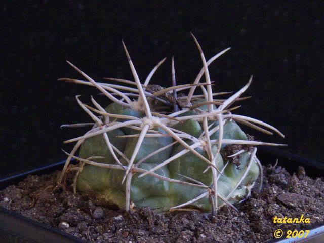 gymnocalyciumintertextum.jpg