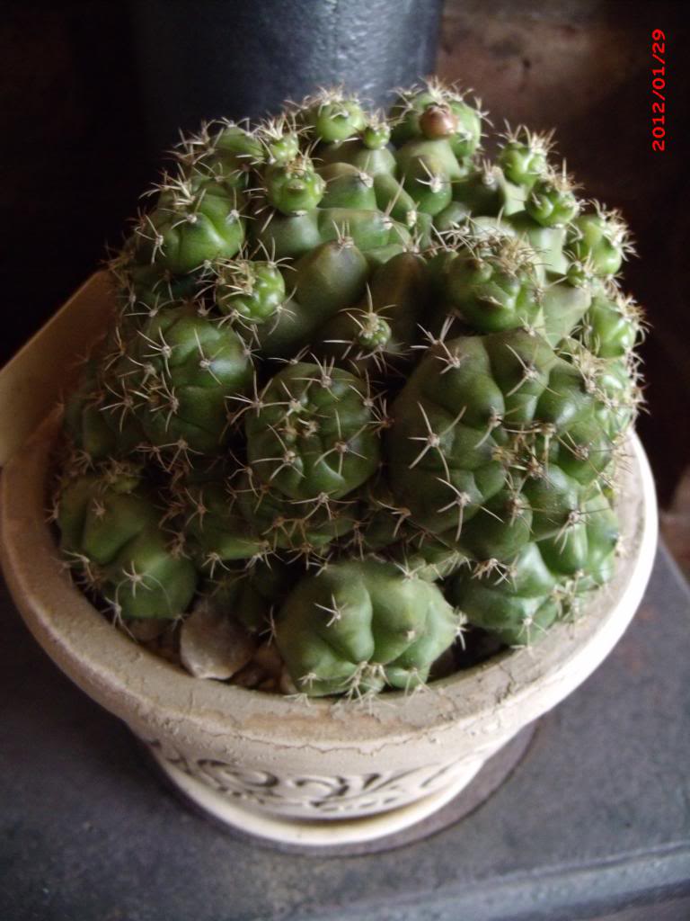 gymnocalyciummatoense_zps6d7be634.jpg