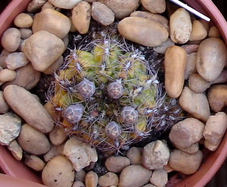 gymnocalyciummesopotamicum06_2008.jpg