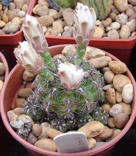 gymnocalyciummesopotamicum08_2008.jpg