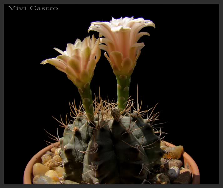 Gymnocalyciummihanovichii-1.jpg