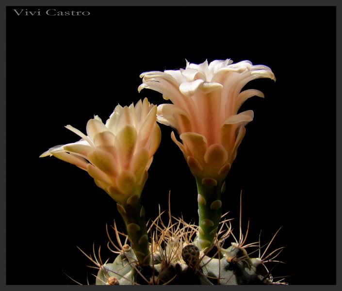 Gymnocalyciummihanovichii2-1.jpg