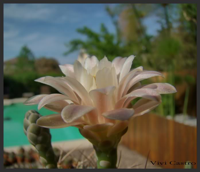 Gymnocalyciummihanovichii2.jpg