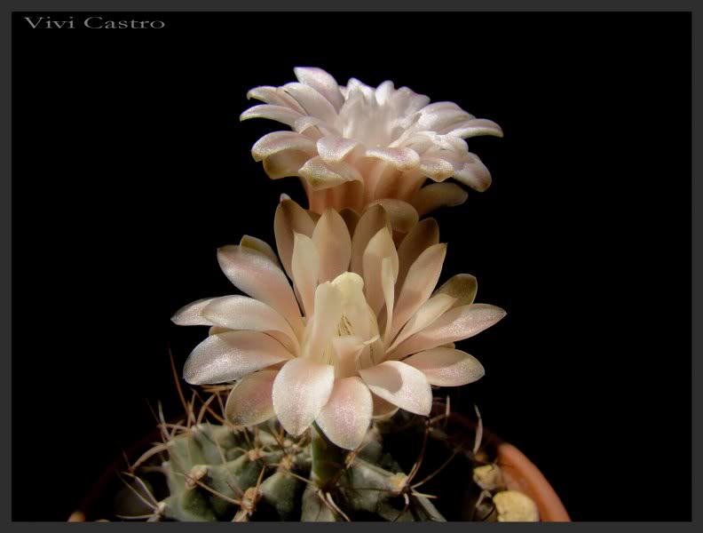 Gymnocalyciummihanovichii3-1.jpg