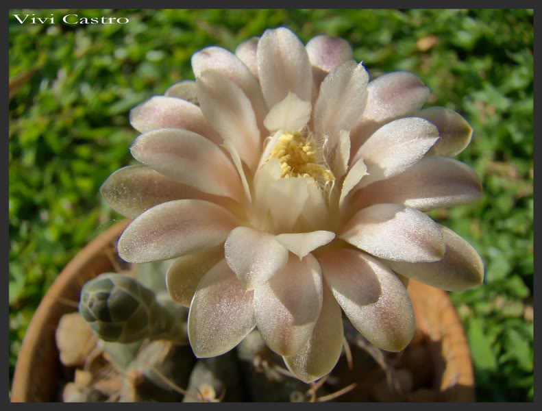 Gymnocalyciummihanovichii4.jpg