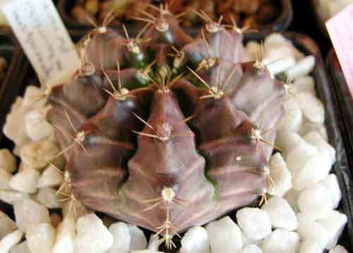 GymnocalyciumMihanovichii_1.jpg