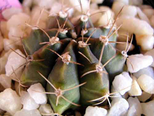 GymnocalyciumMihanovichii_2.jpg