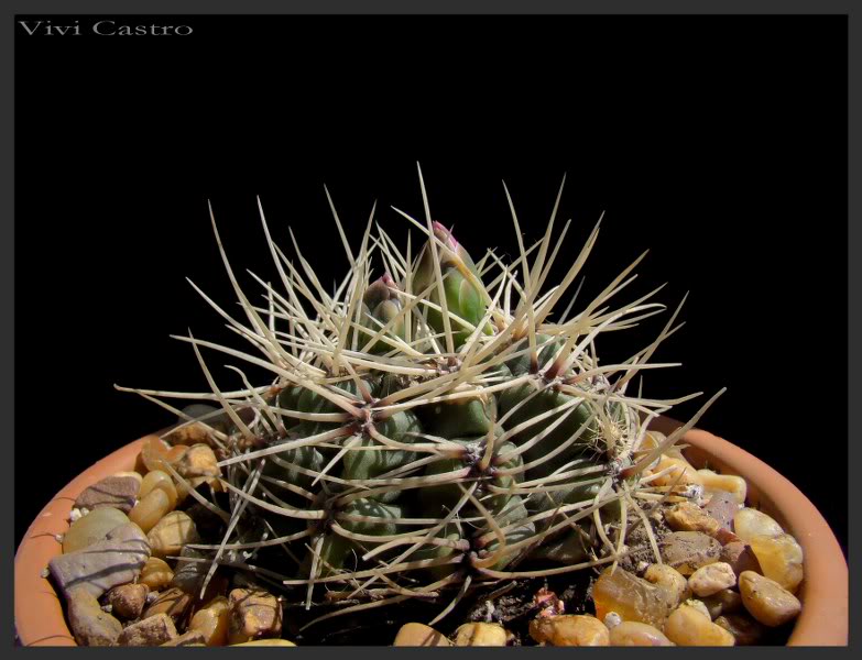 Gymnocalyciummonvillei.jpg