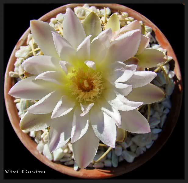 Gymnocalyciummonvillei24.jpg