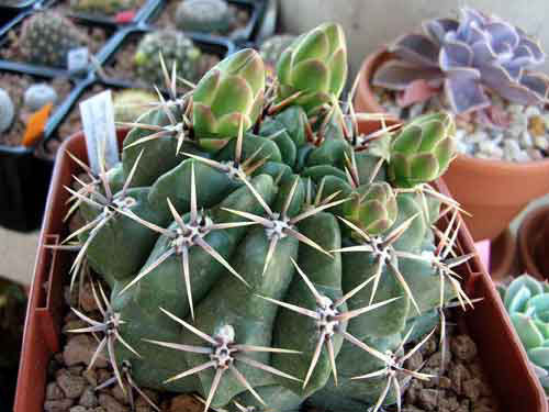 GymnocalyciumMonvilleiAchirasense.jpg