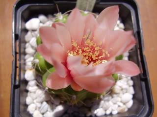 Gymnocalyciummonvilleisspachiras-1.jpg