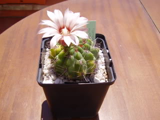 Gymnocalyciummonvilleisspachiras-2.jpg