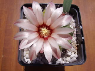 Gymnocalyciummonvilleisspachiras-3.jpg