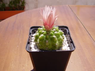 Gymnocalyciummonvilleisspachirasens.jpg