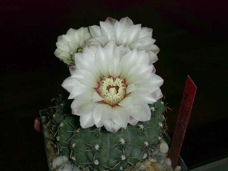 Gymnocalyciumoccultum31-vi.jpg