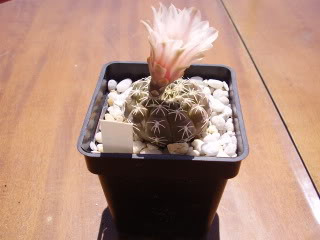 Gymnocalyciumquehlianumalbispinu-1.jpg