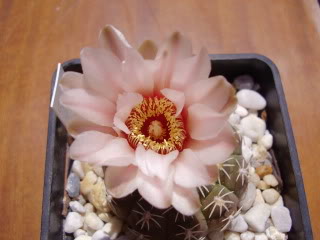 Gymnocalyciumquehlianumalbispinumfl.jpg