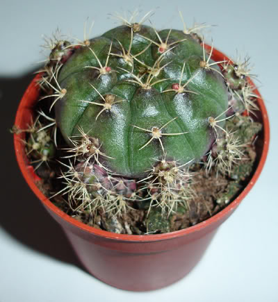 gymnocalyciumsp11_07.jpg