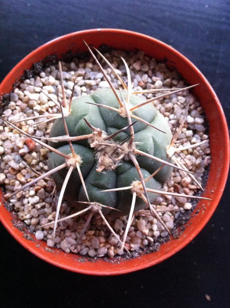 gymnocalyciumspegazzinii_zps048d3036.jpg