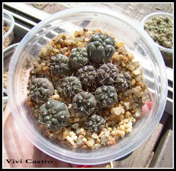 Gymnocalyciumstriglianum15-10-2010.jpg