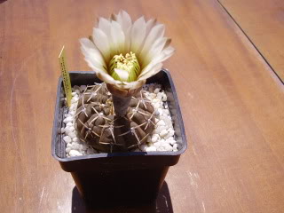 Gymnocalyciumtriacanthumflor20091.jpg