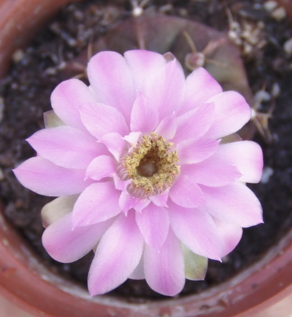 gymnoflorabriendo_zps8b371168.jpg