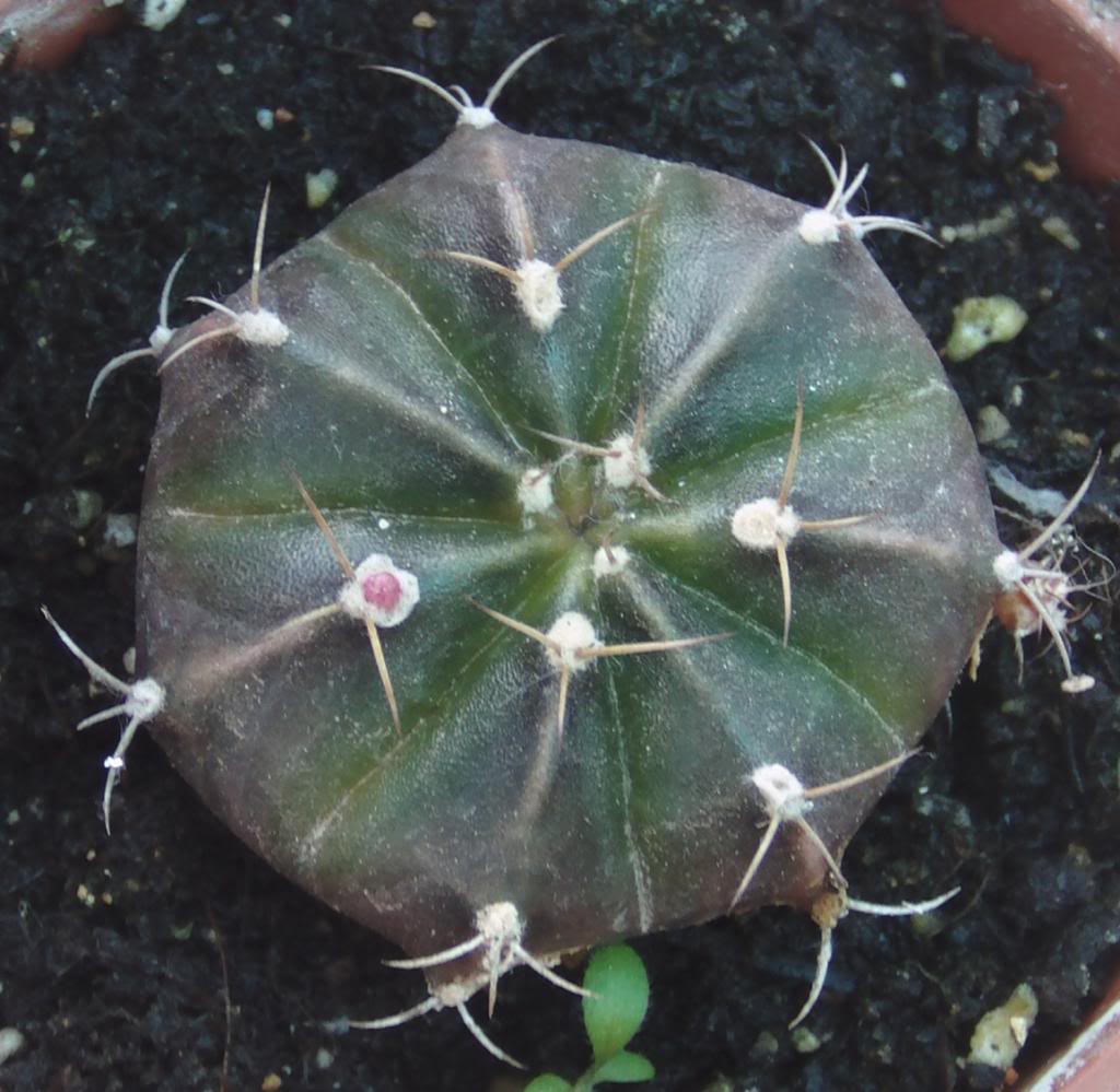 gymnomoradocapullo_zps5ed31984.jpg