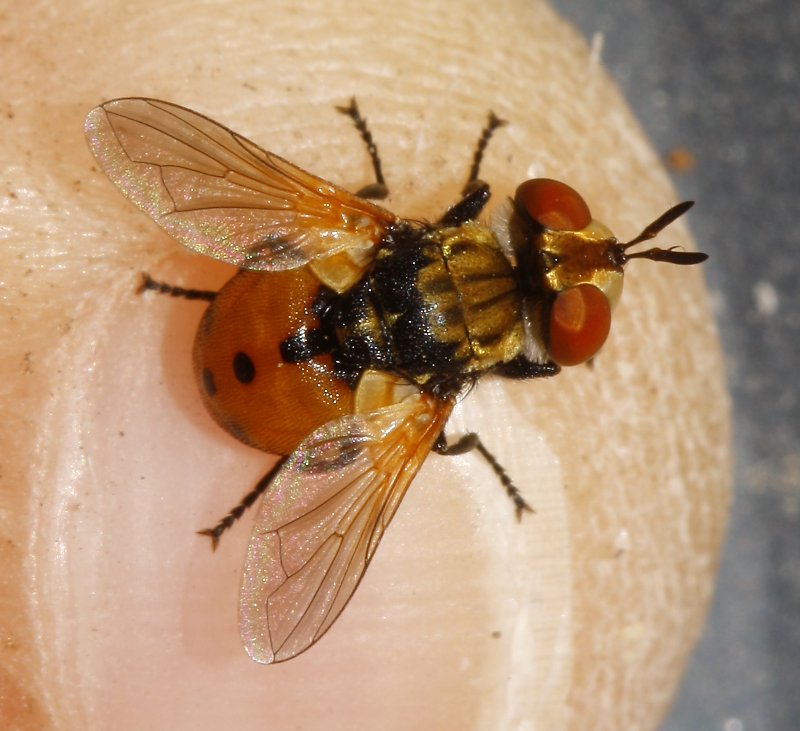 Gymnosoma%20sp_3418.jpg