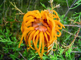 gymnosporangium_22.jpg