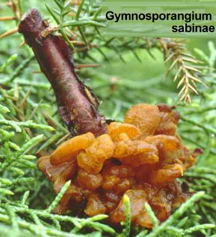 Gymnosporangium_sabinae.jpg