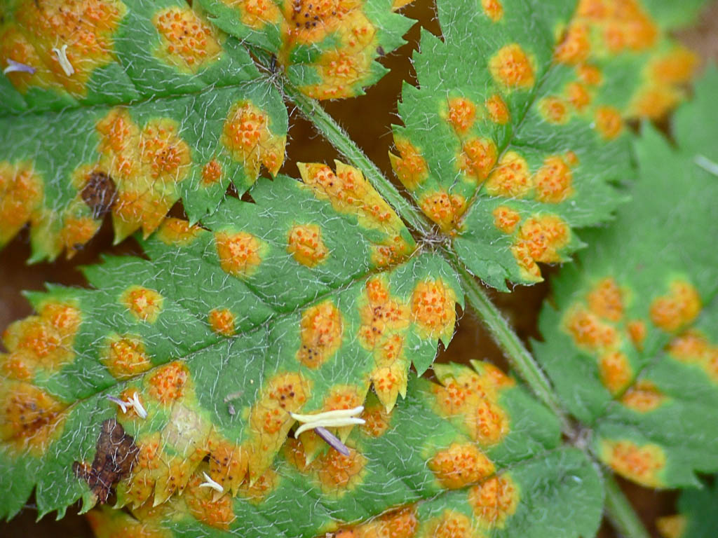 gymnosporangiumcornutum.jpg