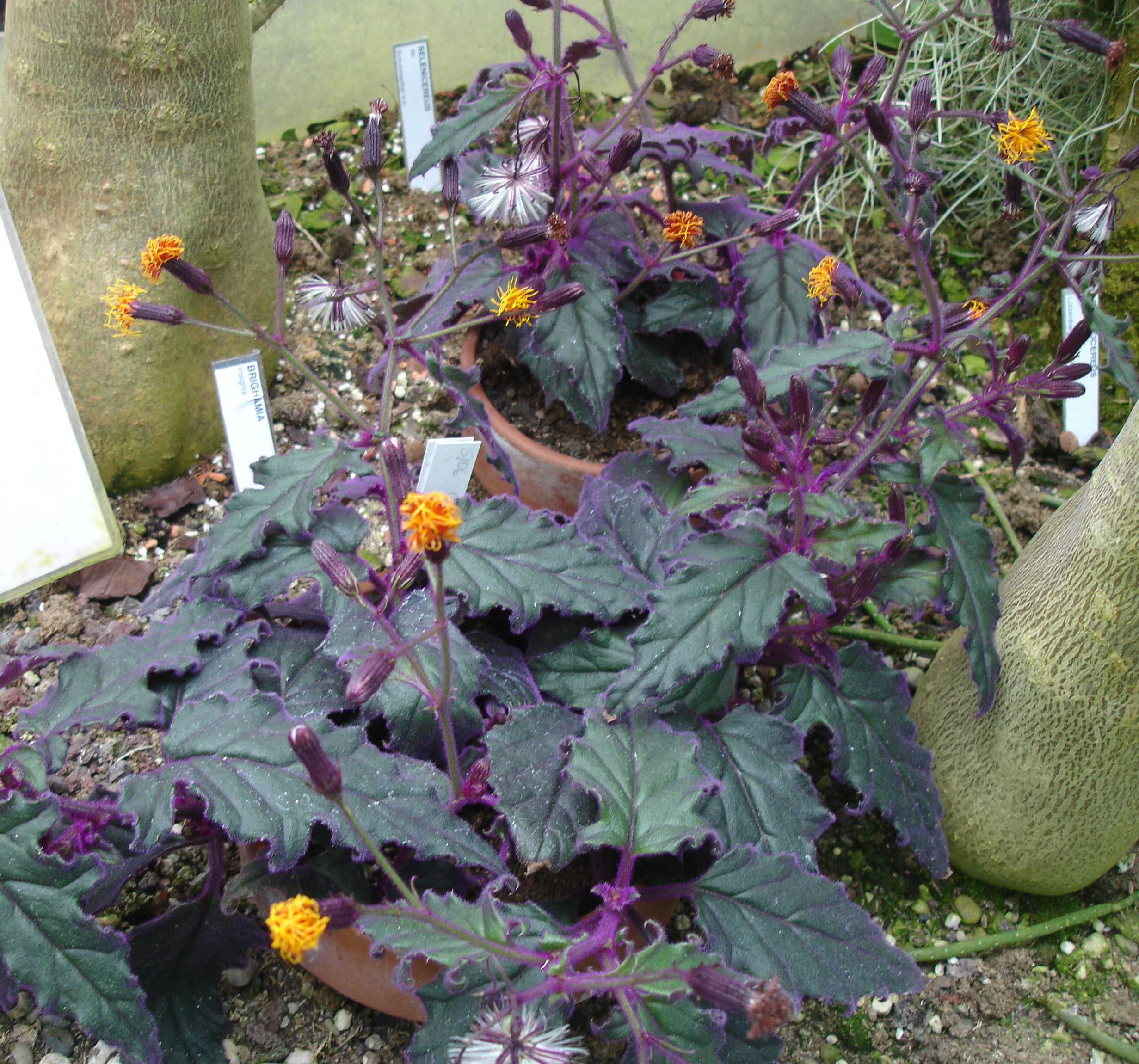 Gynura_aurantiaca.jpg