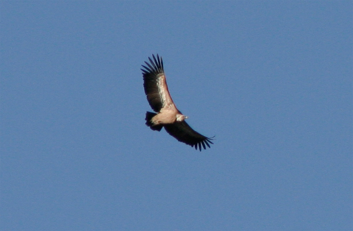 gyps_fulvus.jpg