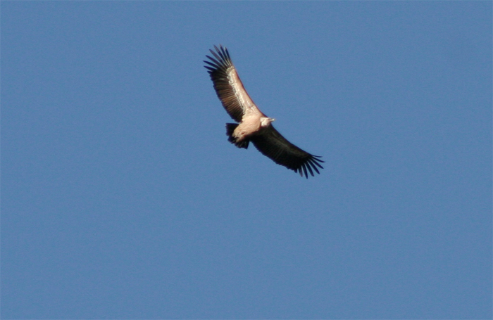 gyps_fulvus1.jpg