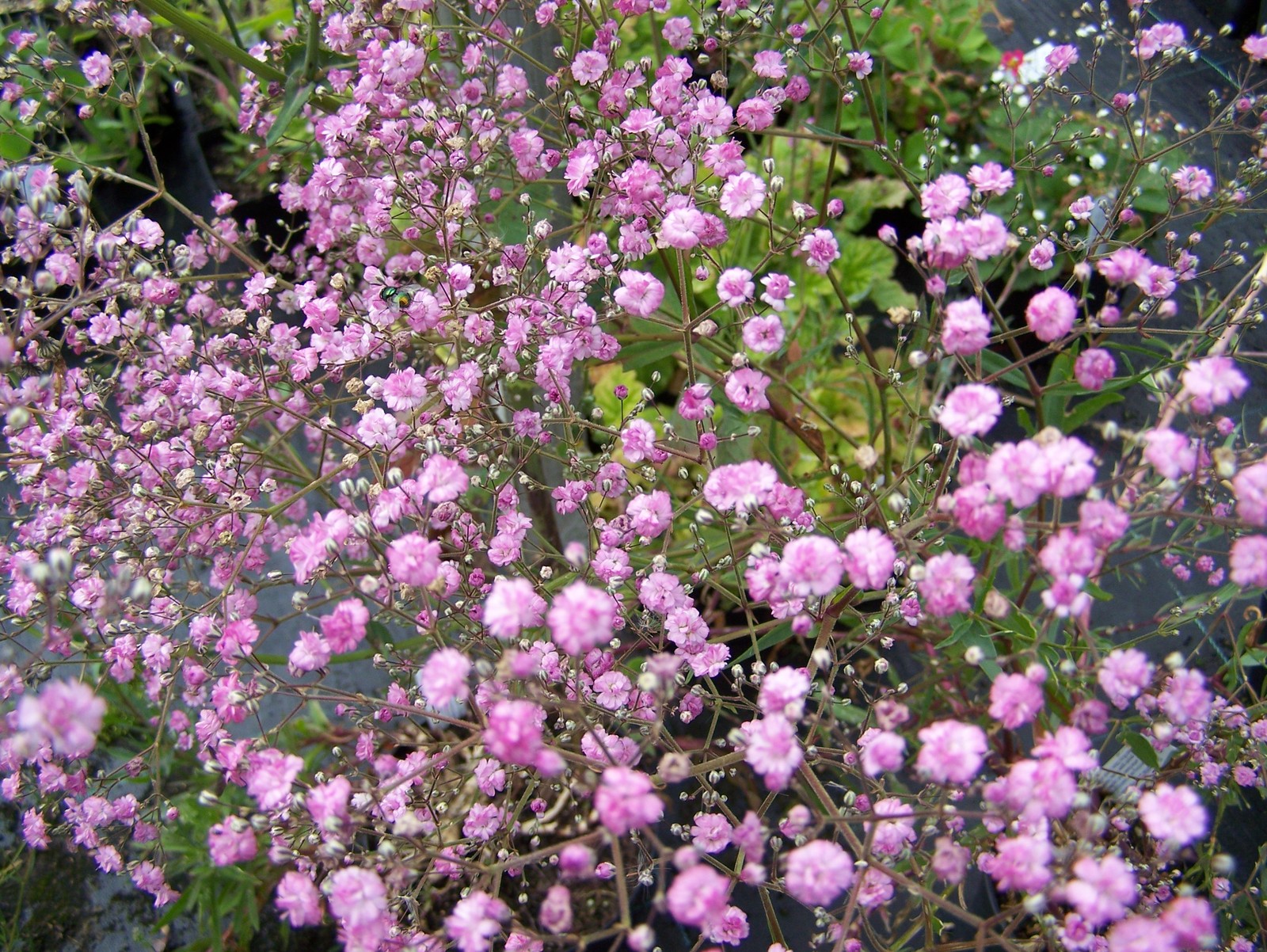 Gypsophila-paniculata-Flamingo.jpg
