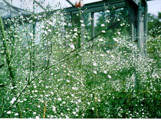 gypsophila-paniculata.jpg
